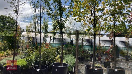 PRUNUS AVIUM (WILD CHERRY)