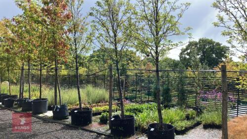 PYRUS CHANTICLEER (CALLERY PEAR)