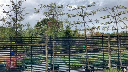 MALUS ORANGE PIPPIN - PLEACHED