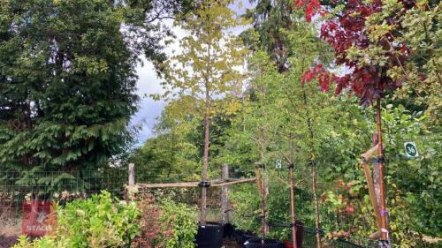 CORYLUS COLURNA (TURKISH HAZEL)
