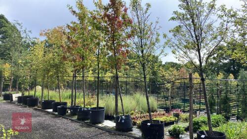 LIQUIDAMBAR STYRACIFLUA 'WORPLESDON'