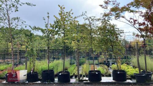 TILIA BRABANT (SILVER LIME)