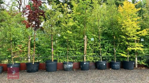 CARPINUS BETULUS FASTIGATA (HORNBEAM)