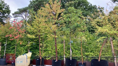 PRUNUS AVIUM (WILD CHERRY)