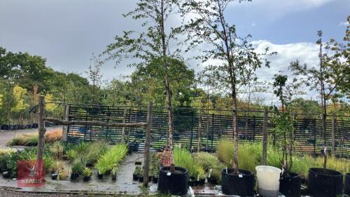 BETULA NIGRA (RIVER BIRCH)