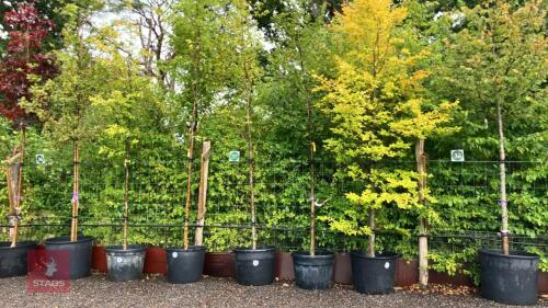 CARPINUS BETULUS FASTIGATA (HORNBEAM)