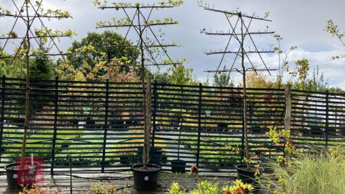MALUS ORANGE PIPPIN - PLEACHED