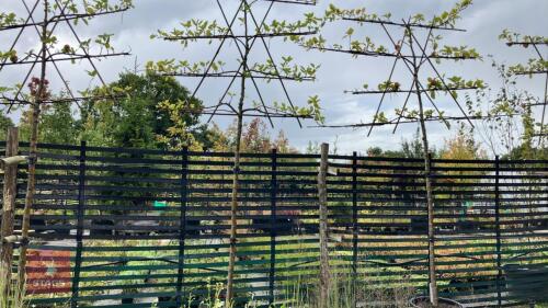 MALUS ORANGE PIPPIN - PLEACHED