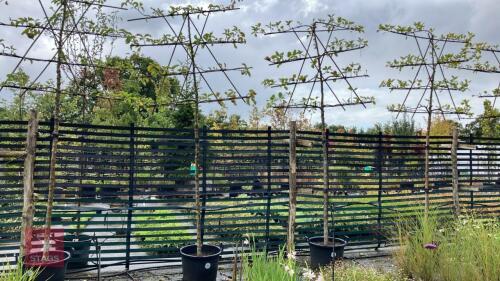MALUS ORANGE PIPPIN - PLEACHED