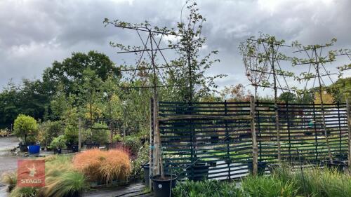 MALUS ORANGE PIPPIN - PLEACHED