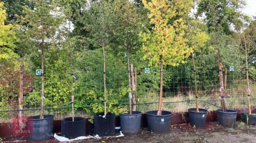 CRATAEGUS PERSMILIS SPLENDENS