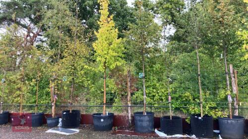 TILIA CORDATA 'GREENSPIRE' (COMMON LIME)