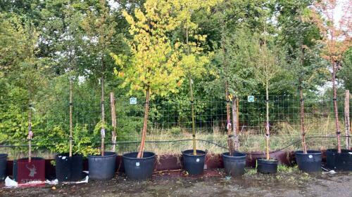 TILIA CORDATA 'GREENSPIRE' (COMMON LIME)
