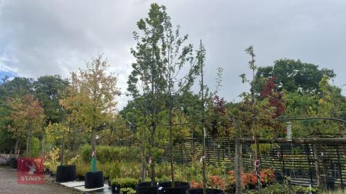 MALUS SYLVESTRIS (CRAB APPLE)