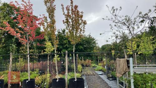 ACER CAMPESTRE 'FASTIGATA'