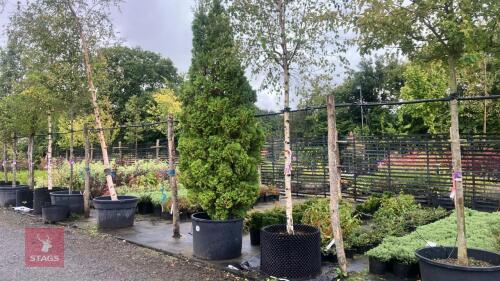 THUJA HOLMSTRUP (DWARF WHITE CEDAR)