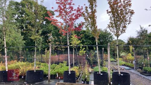 ACER OCTOBER GLORY (RED MAPLE)