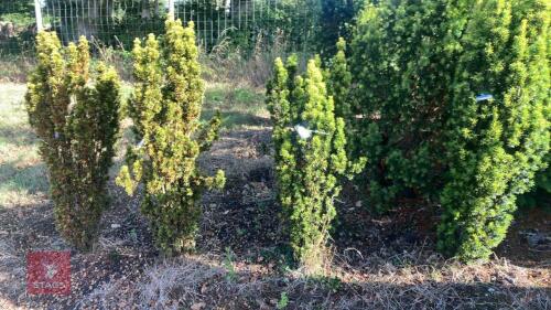 TAXUS BACATTA 'FASTIGATA AUREOMARGINATA'