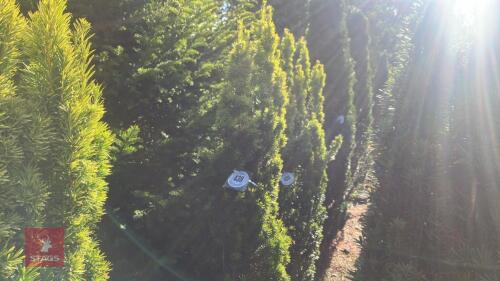 TAXUS BACATTA 'FASTIGATA AUREOMARGINATA'