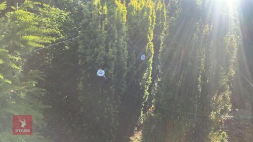 TAXUS BACATTA 'FASTIGATA AUREOMARGINATA'