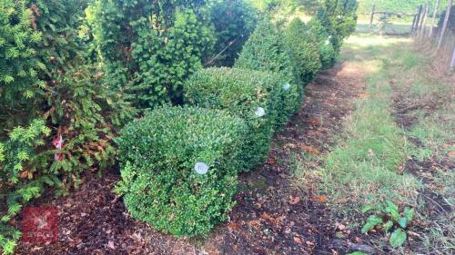BUXUS SEMPERVIRENS (BOX CUBE)