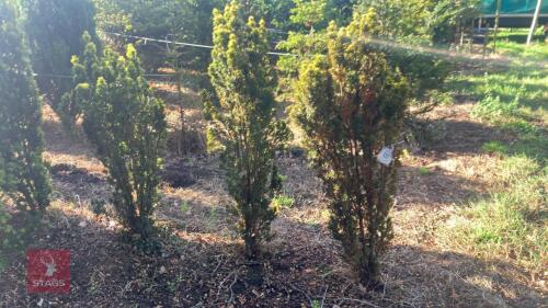 TAXUS BACATTA 'FASTIGATA AUREOMARGINATA'