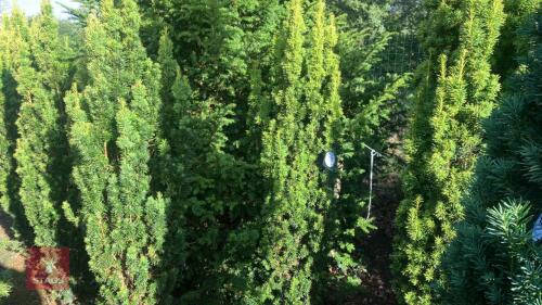 TAXUS BACATTA 'FASTIGATA AUREOMARGINATA'