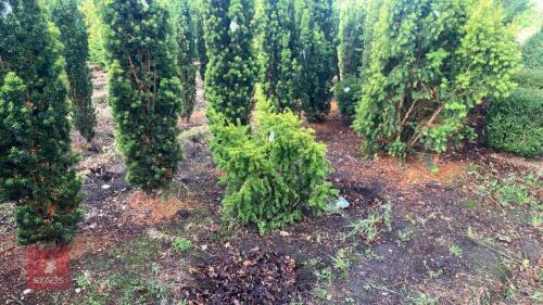 TAXUS BACATTA 'FASTIGATA AUREA'