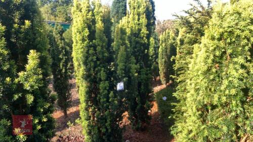 TAXUS BACATTA 'FASTIGATA AUREOMARGINATA'