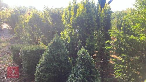TAXUS BACATTA 'FASTIGATA AUREOMARGINATA'