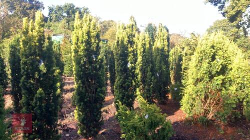 TAXUS BACATTA 'FASTIGATA AUREOMARGINATA'