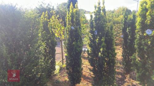 TAXUS BACATTA 'FASTIGATA AUREOMARGINATA'