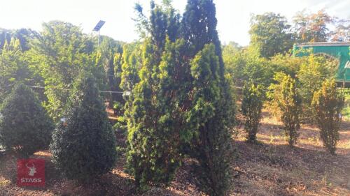 2 TAXUS BACATTA