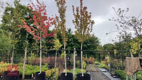 ACER CAMPESTRE 'FASTIGATA'