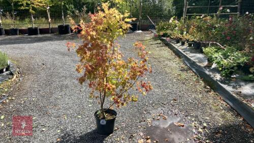 ACER PALMATUM ORANGE DREAM