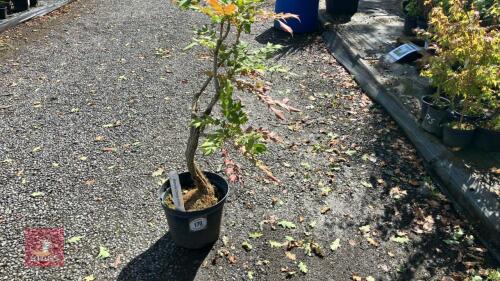 MAHONIA CHARITY (OREGON GRAPE)