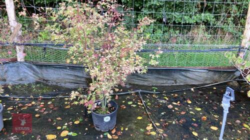 ACER PALMATUM ASAHI-ZURU