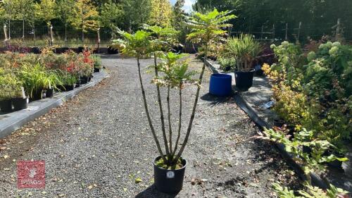 MAHONIA CHARITY (OREGON GRAPE)