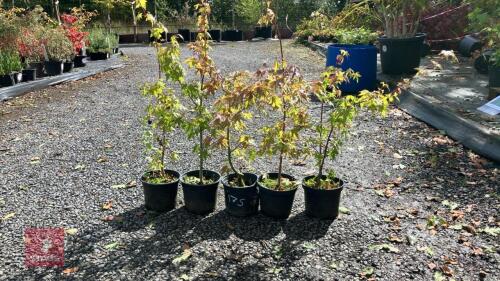 5 ACER PALMATUM (JAPANESE MAPLE)