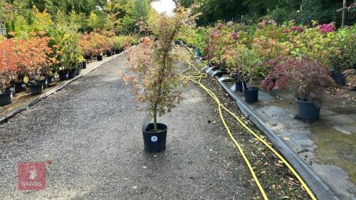 ACER PALMATUM ASAHI-ZURU