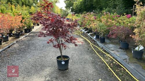 ACER PALMATUM BLOODGOOD