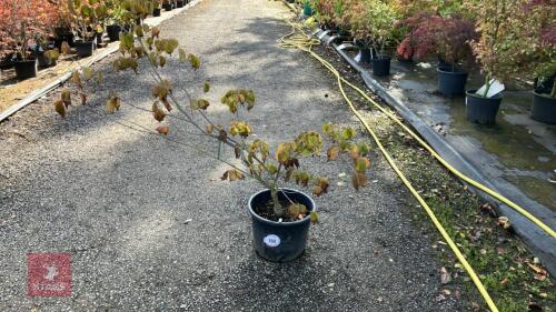 CORNUS SATOMII (PINK FLOWERED DOGWOOD)