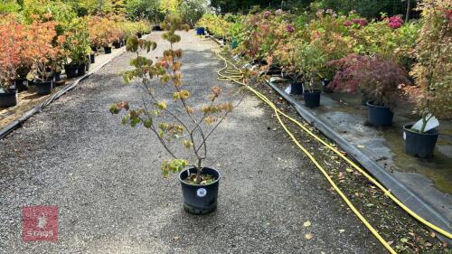 CORNUS SATOMII (PINK FLOWERED DOGWOOD)