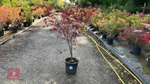 ACER PALMATUM BLOODGOOD