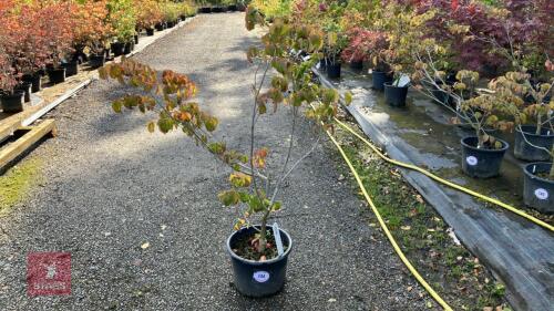 CORNUS SATOMII (PINK FLOWERED DOGWOOD)
