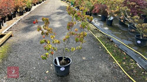 CORNUS SATOMII (PINK FLOWERED DOGWOOD)