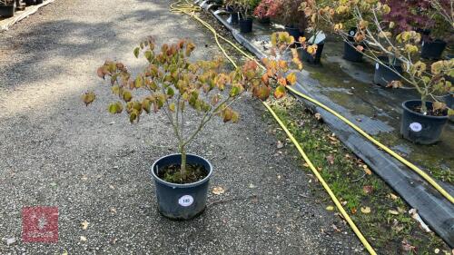 CORNUS SATOMII (PINK FLOWERED DOGWOOD)