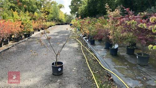 CORNUS SATOMII (PINK FLOWERED DOGWOOD)