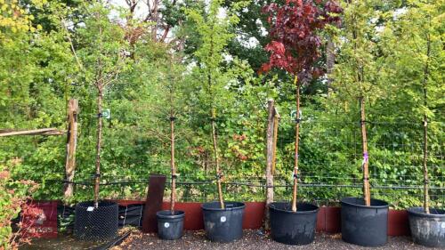 CARPINUS BETULUS FASTIGATA (HORNBEAM)