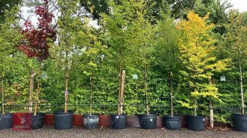 CARPINUS BETULUS FASTIGATA (HORNBEAM)